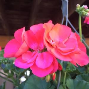 Meet your Posher, Beverly